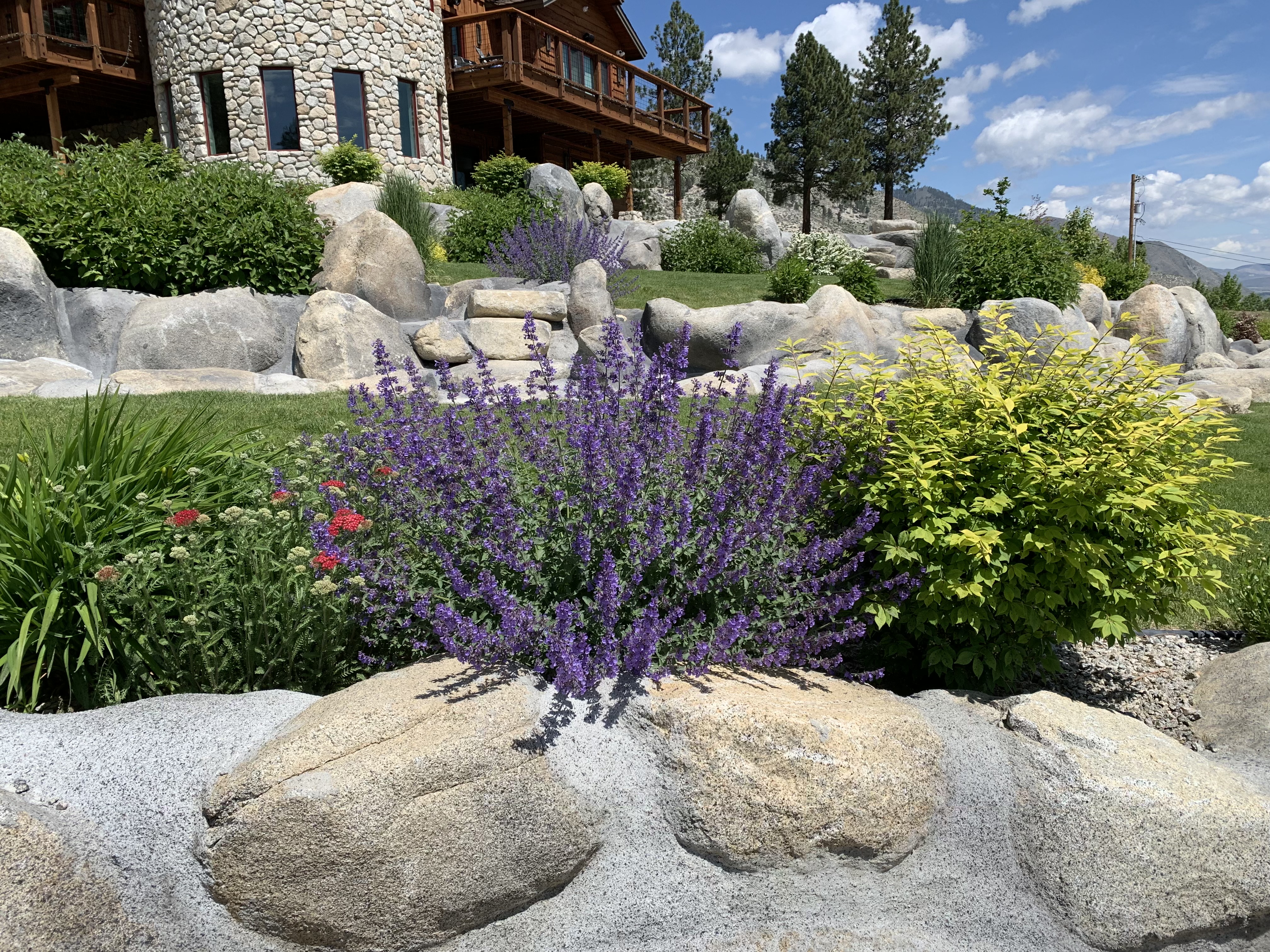 Boulders, flowering perennials, shrubs, and layered Tahoe plantings